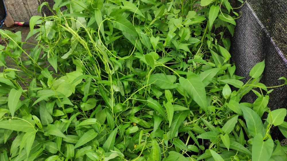 Kangkung